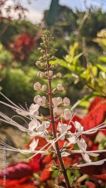 Fototapeta red berries on a tree