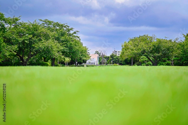Obraz 湘南の真夏の空と芝生