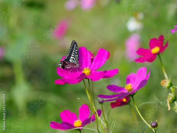 Fototapeta アゲハチョウとコスモス