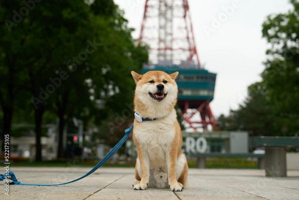 Obraz 柴犬と観光地