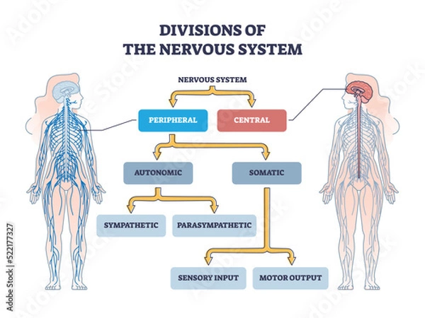 Obraz Divisions of peripheral and central nervous system anatomy outline diagram. Labeled educational scheme with autonomic and somatic or sympathetic and parasympathetic categories vector illustration.