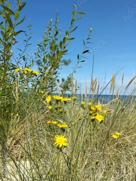 Obraz Strandblume2