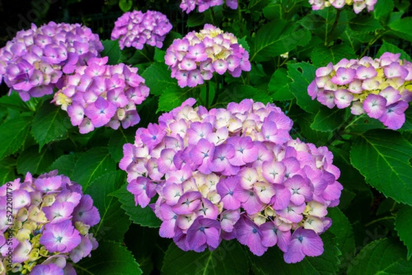 Fototapeta アジサイ