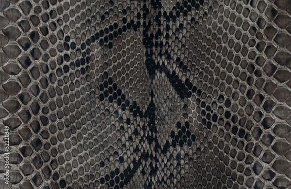 Obraz Snake skin
