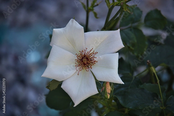 Fototapeta Rosenblüte weiß
