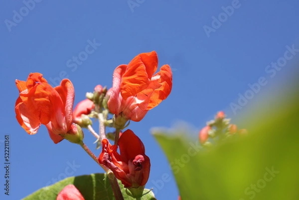 Fototapeta Blüte Prunkbohnen