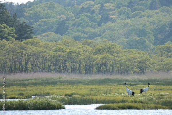 Obraz 初夏の湿原タンチョウのつがい背中合わせ