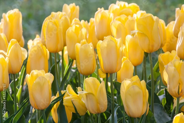 Obraz yellow tulips