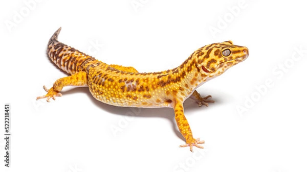 Obraz Side view of Leopard gecko, Eublepharis macularius, isolated on