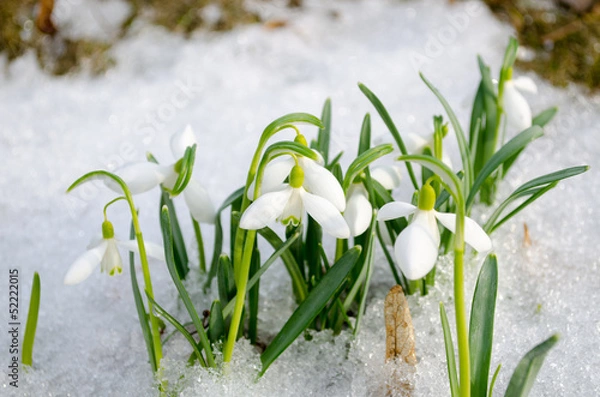 Fototapeta spring snowdrop snowflake flowers blooms snow