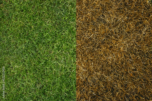 Fototapeta Green and dry lawn. The concept of proper lawn grass care. Background, place for text.