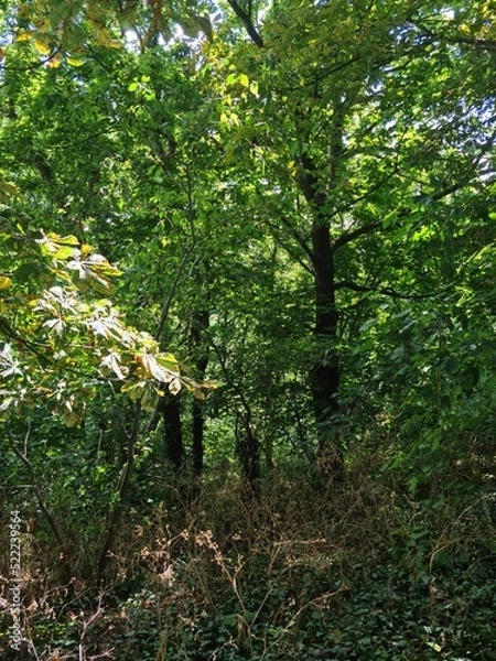 Obraz person picking up flowers