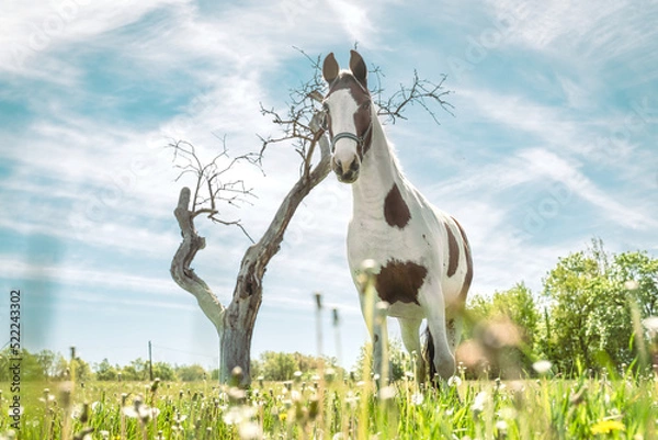 Obraz koń na tle nieba 