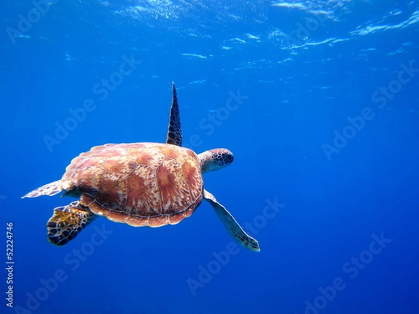 Obraz 泳ぐウミガメ