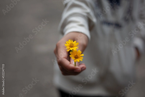 Fototapeta A hand holding a yellow flower extends to you.