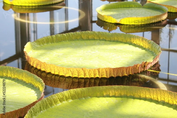 Fototapeta オオオニバス