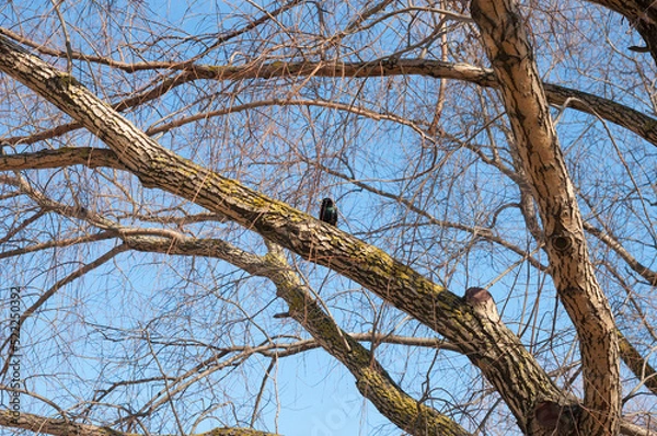 Fototapeta Small black starling bird sitting on a tree branch against blue sky