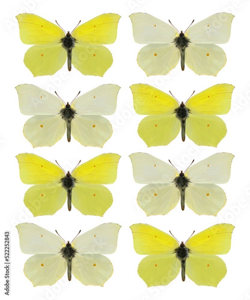 Obraz Brimstone butterflies