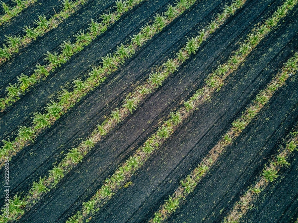 Fototapeta Apple Tree Orchard. Rows of apple trees grow. New apple trees