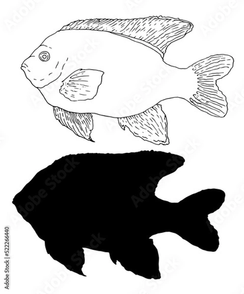 Fototapeta set of Garibaldi fish in black outline and silhouette isolated elements of marine protected fish for design template. hand-drawn fish sketch set Vector