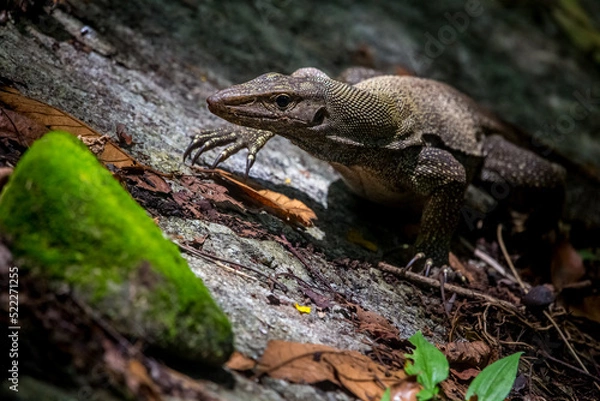 Obraz portrait of a  Water Dragon, Physignathus lesueurii