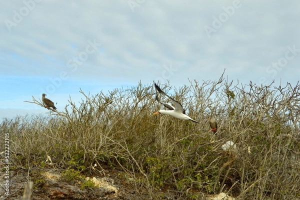 Fototapeta Various birds, including a Nasca Booby in flight, Galapagos islands