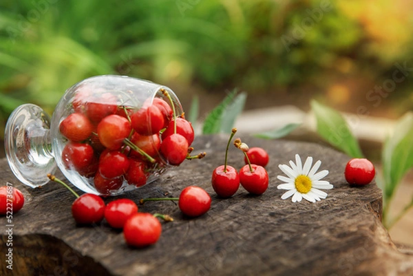 Fototapeta  Cognac glass with ripe sweet cherries on wooden table. Berry in glass. Chamomile is next to wineglass