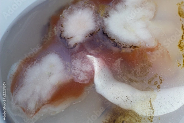 Fototapeta Flower dendritic agate chalcedony cabochon gem on white background macro