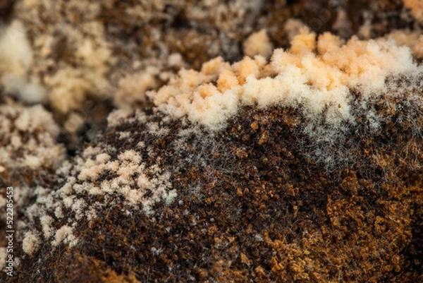 Fototapeta coffee Mold close-up macro