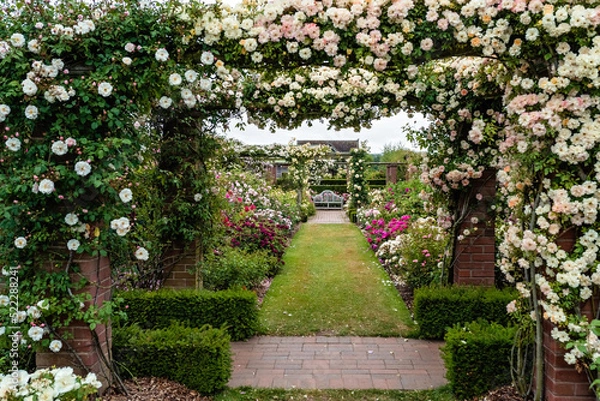 Fototapeta Beautiful arches with white and colorful climbing blooming English roses in David Austin Roses garden, England