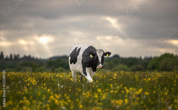 Obraz cow in field