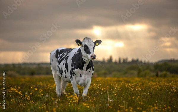 Fototapeta cow in the field