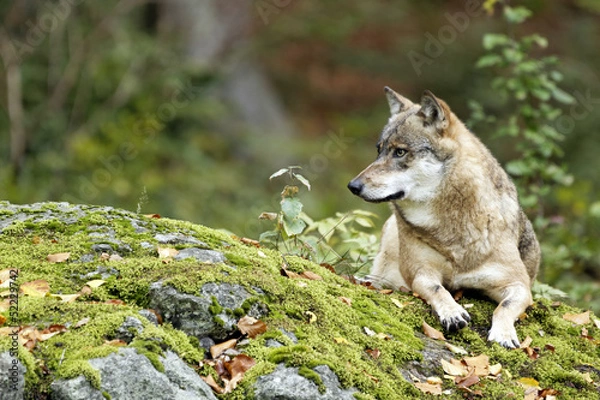 Obraz Wolf (Canis Lupus)