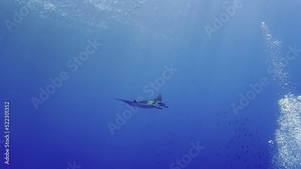 Fototapeta Oceanic Manta ray hovering in the deep blue sea