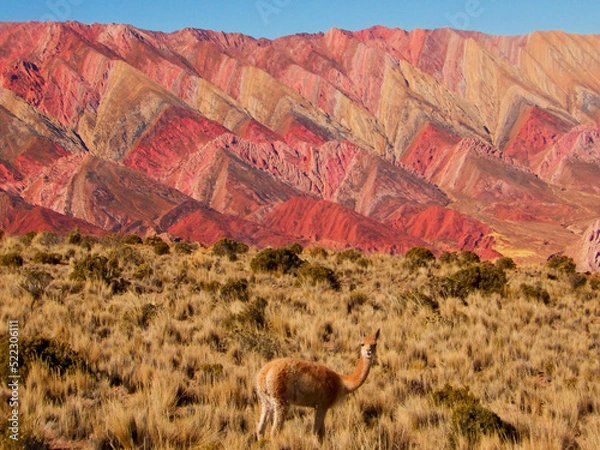 Obraz Vicuña en la puna