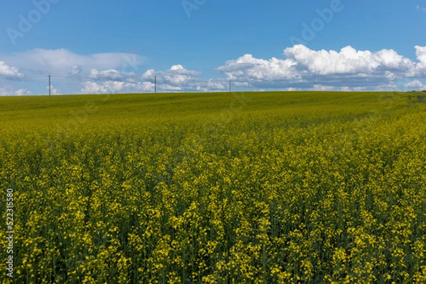 Fototapeta rapeseed field and a cloudy sky