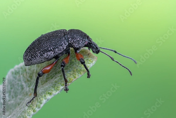 Fototapeta an insect - beetle - Otiorhynchus cardiniger