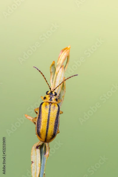 Obraz Elm leaf beetle - Xanthogaleruca luteola
