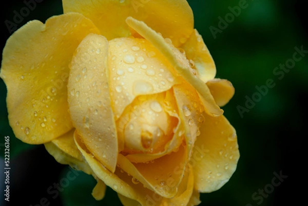 Obraz バラ　ローズ　イエローローズ