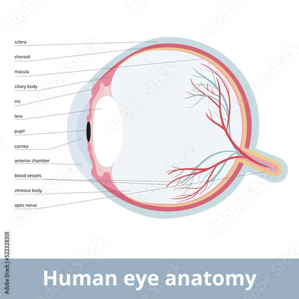 Fototapeta Human eye anatomy. Cross-section of the human eye, showing the major parts of the eye, including the protective covering of the cornea over the front of the eye.