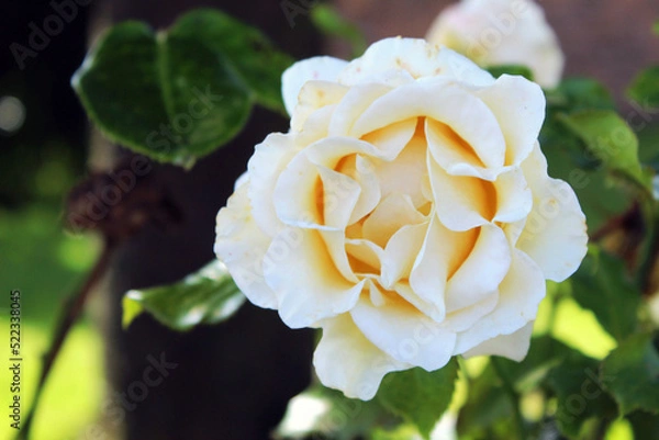 Obraz White Rose