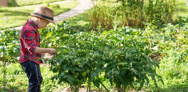 Fototapeta person cutting grass