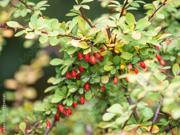 Fototapeta Branches of a barberry Bush with ripe red barberry berries