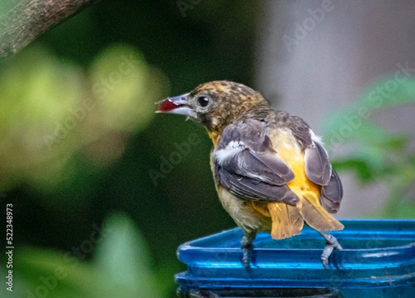 Obraz Gorgeous songbird Baltimore Orioles eating grape jelly and oranges in the morning.  