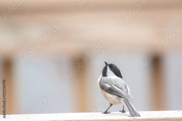 Obraz Chickadee songbird perched looking up in wonder.
