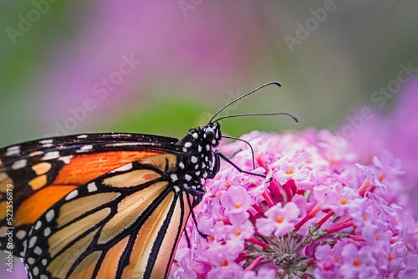 Obraz Colorful Monarch butterfly on pink butterfly bush.