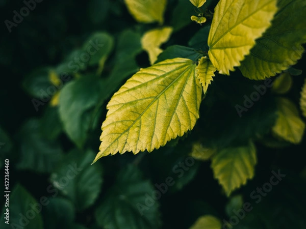 Fototapeta Yellow leaves