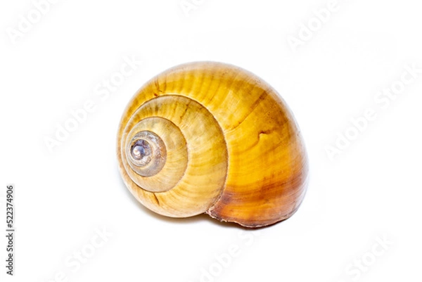 Fototapeta Image of brown spiral sea shell on a white background. Undersea Animals. Sea shells.