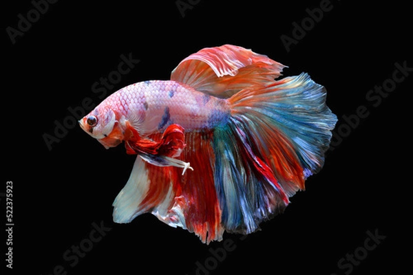 Fototapeta Betta fish, Siamese fighting fish isolated on black background, Colorful animal