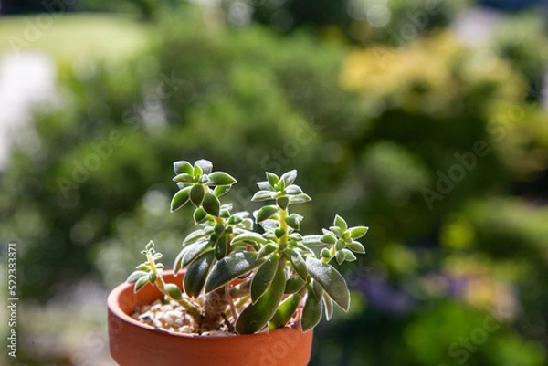 Fototapeta 綺麗な葉をした多肉植物ロンドルビン